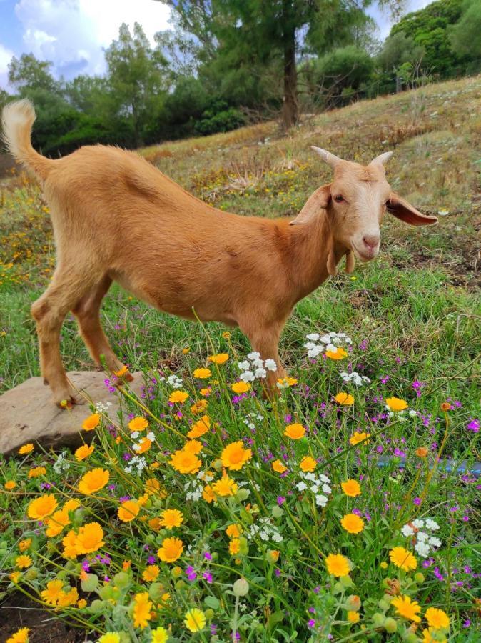 파시나스 Complejo Rural Del Molino Dorado 빌라 외부 사진