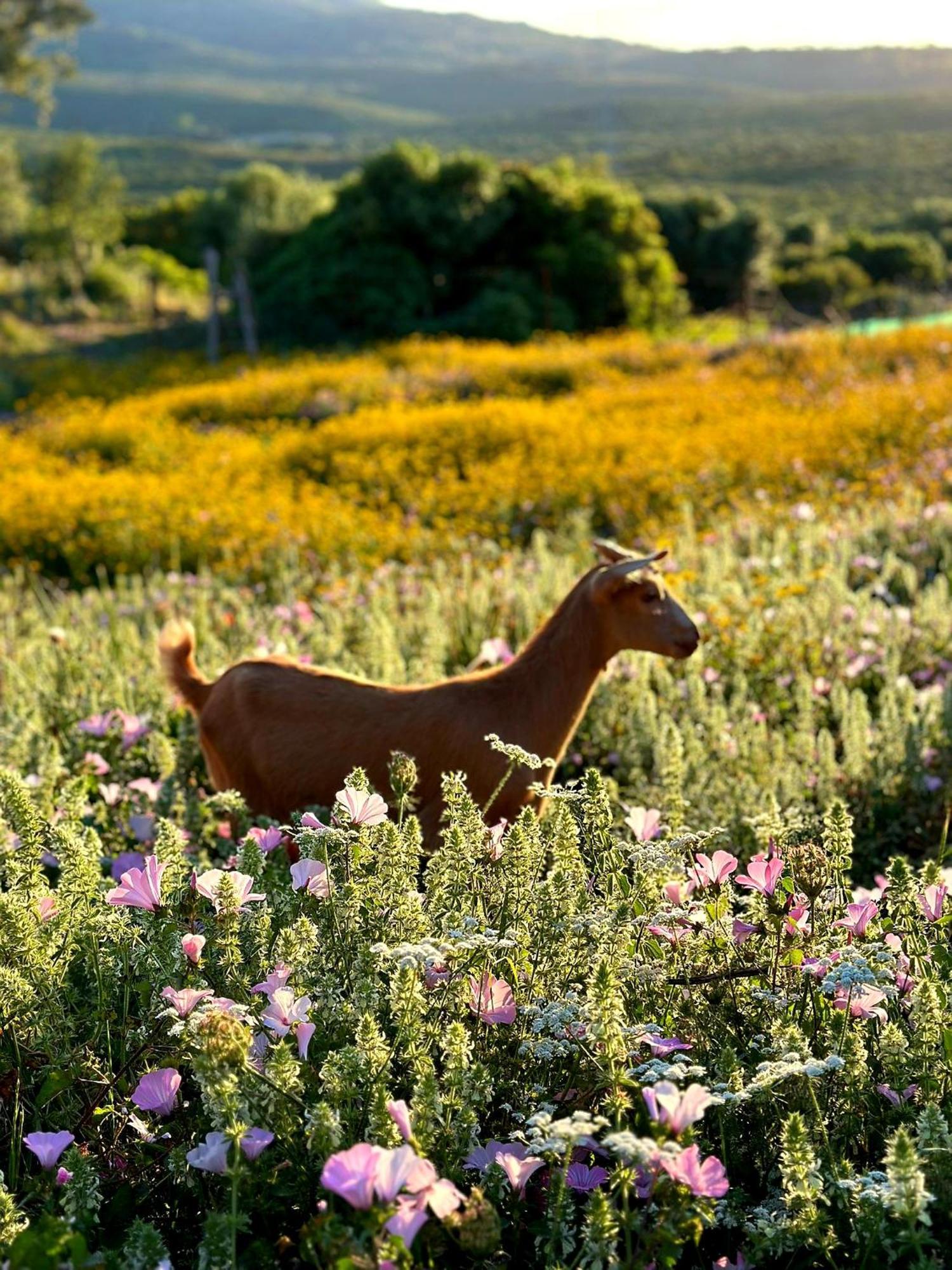 파시나스 Complejo Rural Del Molino Dorado 빌라 외부 사진
